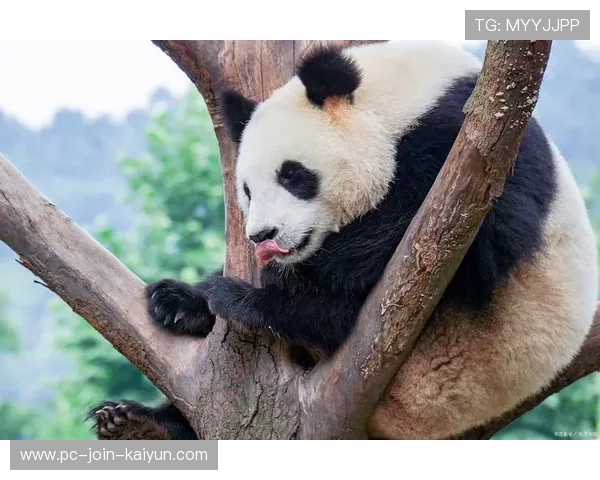 熊猫杯压力山大——如何在忙碌生活中找到一片宁静